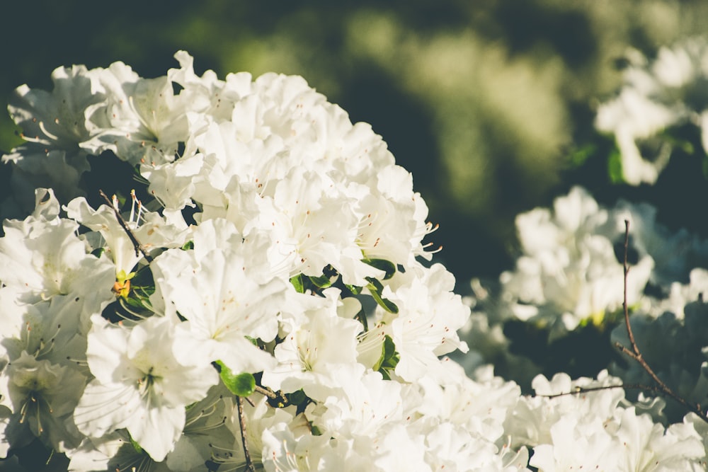 white flowers in tilt shift lens