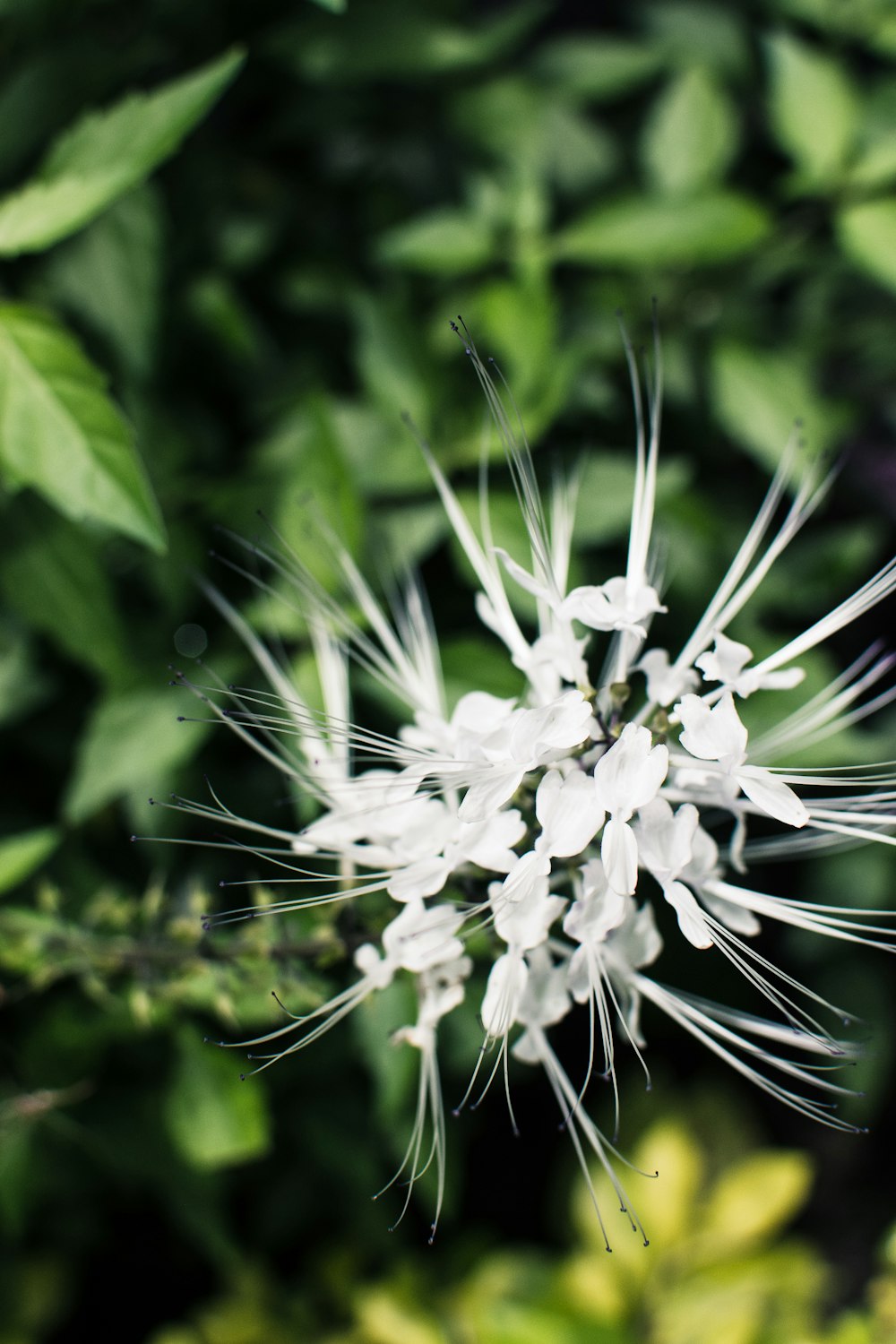 white flower in tilt shift lens