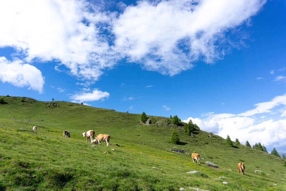white and brown goats on green grass field under blue sky and white clouds during daytime