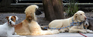 white short coated medium sized dog lying on ground
