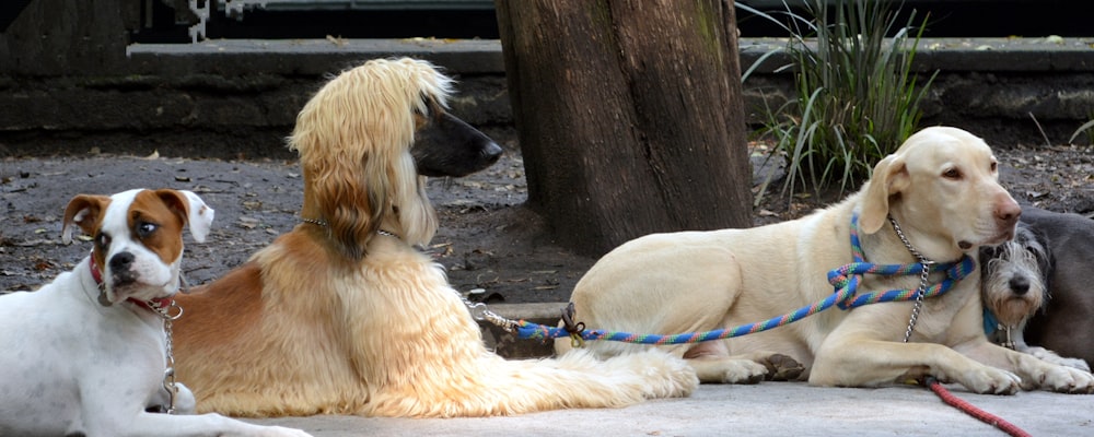 white short coated medium sized dog lying on ground