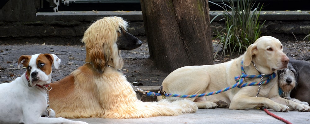 cão branco de tamanho médio de pelagem curta deitado no chão