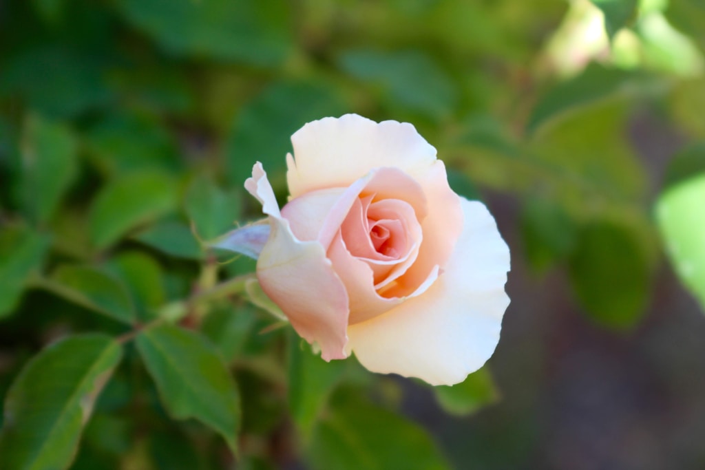 Petal Flush Cream Blush