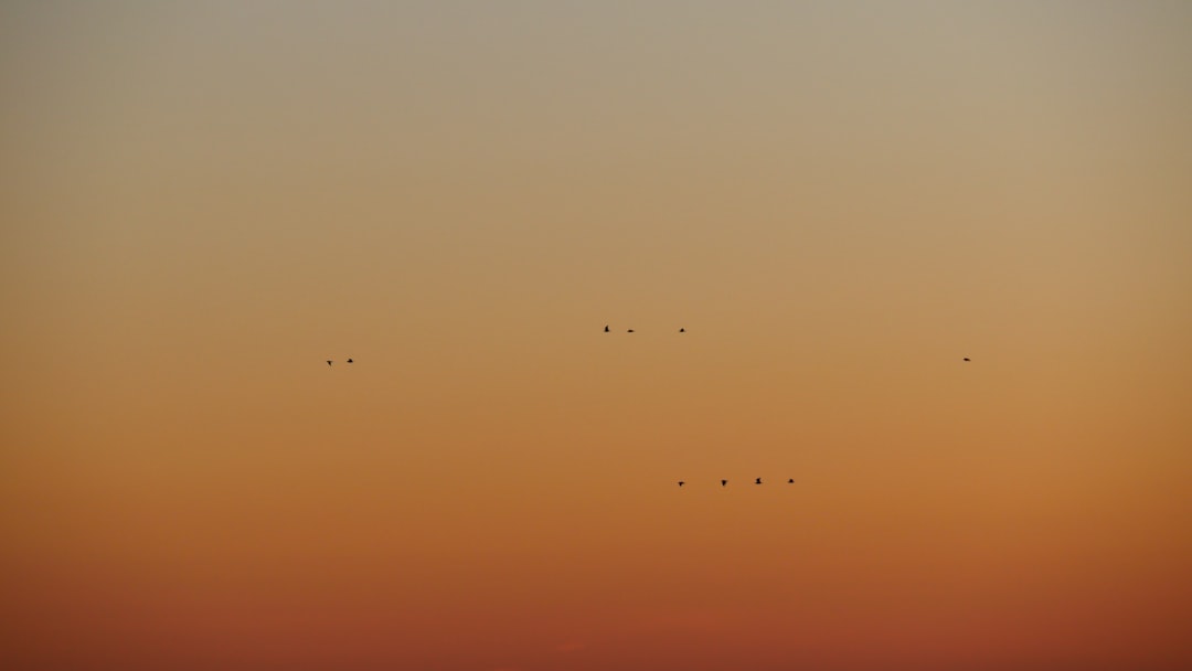 flock of birds flying under blue sky during daytime