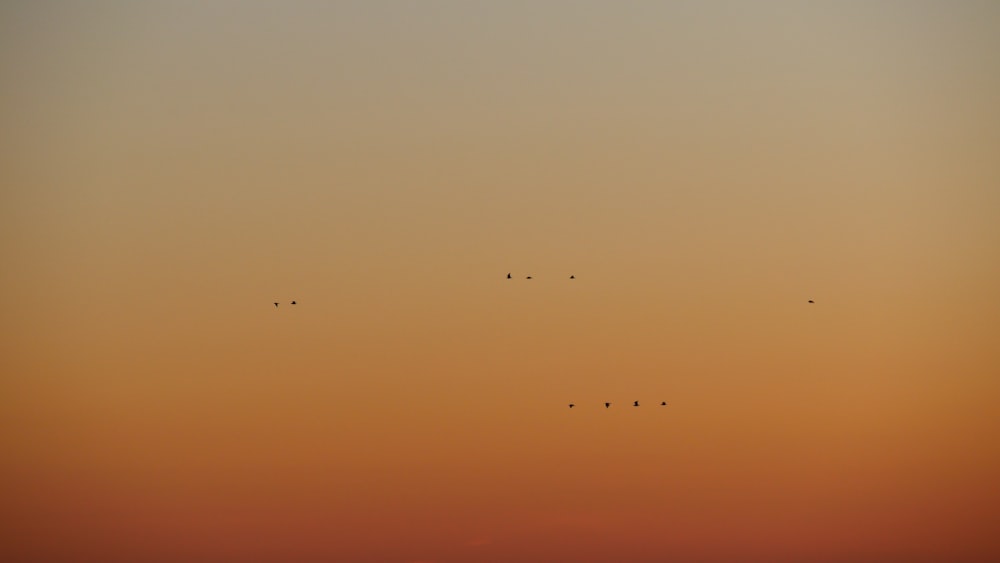 flock of birds flying under blue sky during daytime