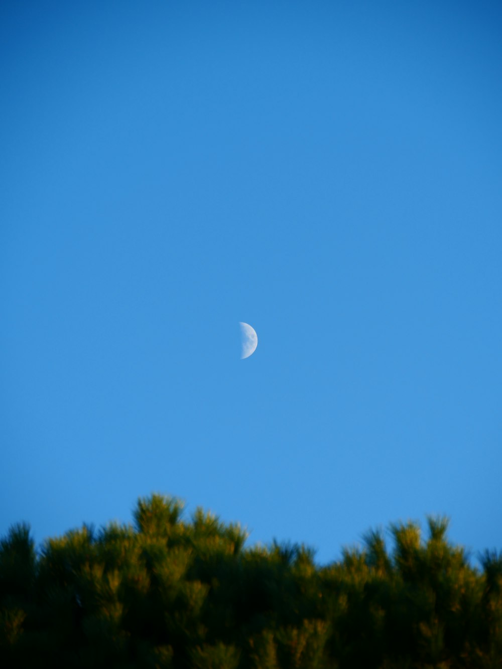 arbres verts sous le ciel bleu pendant la journée