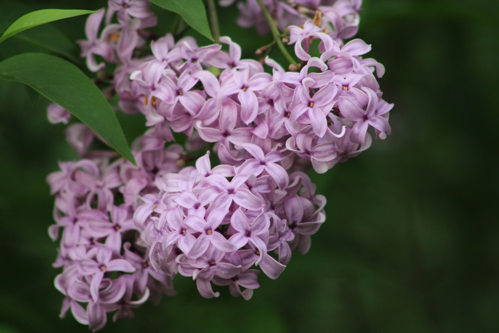 white and purple flower in close up photography