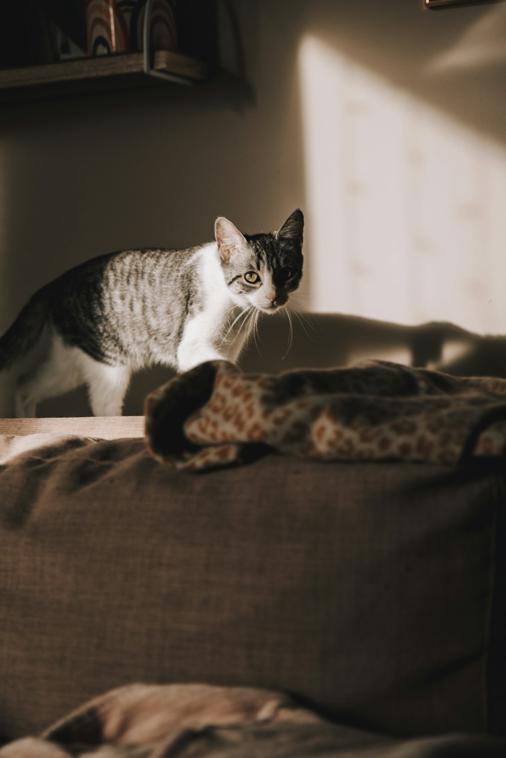 white and black cat on brown textile