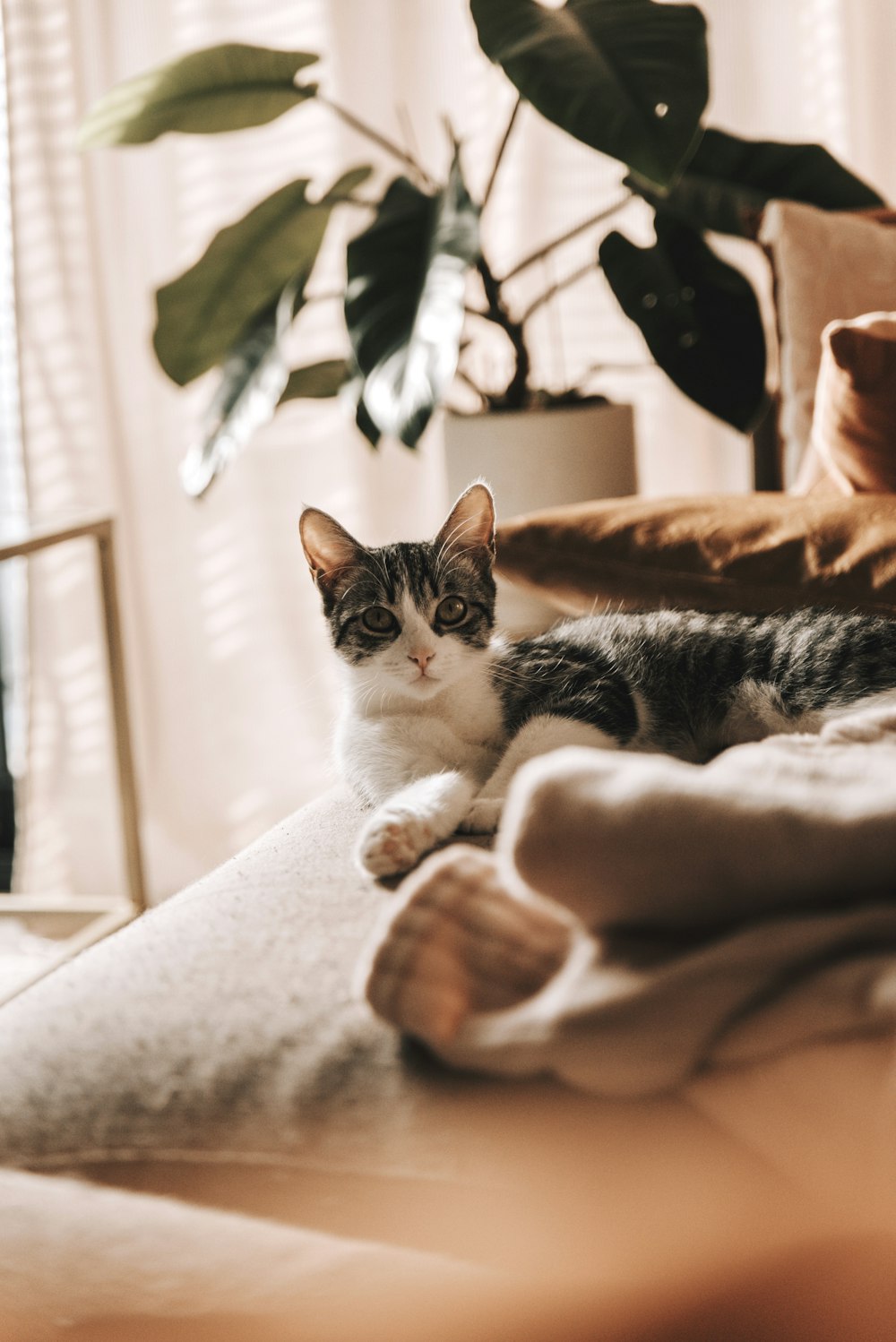 white and black cat on white textile