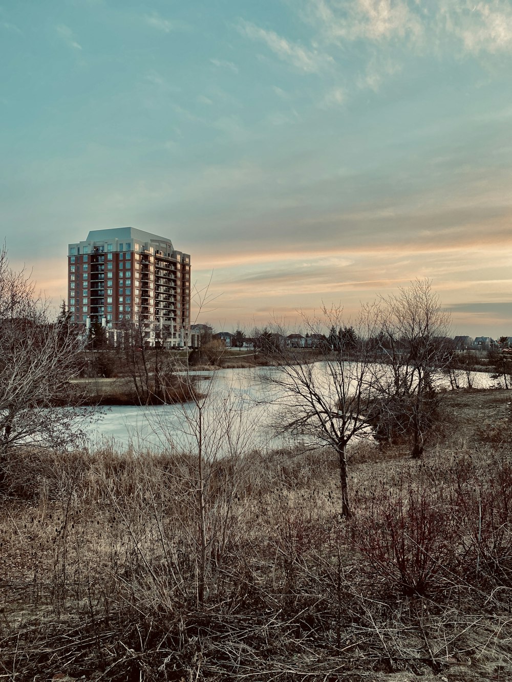 bare trees near body of water during daytime