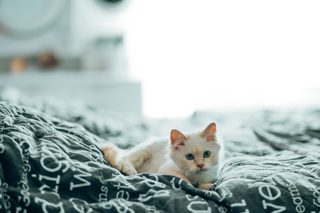 white cat lying on bed