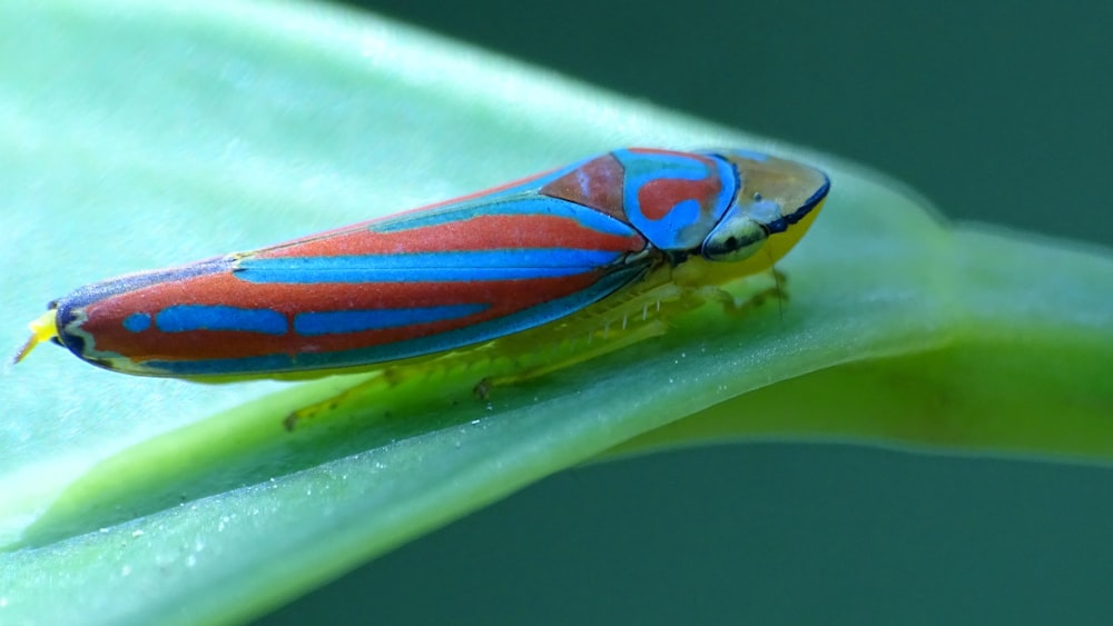 green and orange insect on green leaf