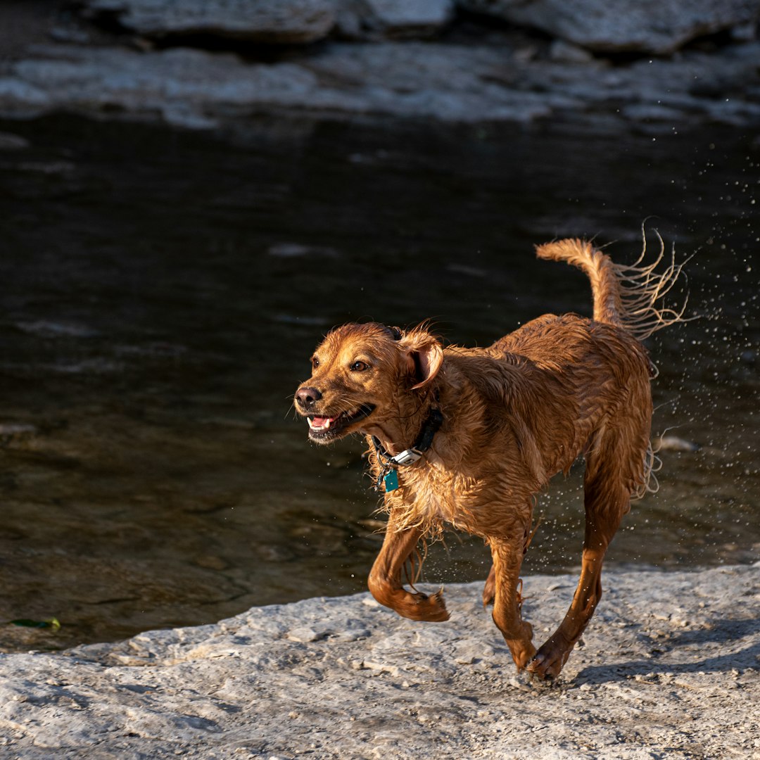 brown short coated medium sized dog running on gray rock