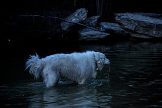 A fluffy white dog wades through dark water, with ripples forming around its legs. The scene is dimly lit, suggesting twilight or nighttime, with large rocks visible in the background.