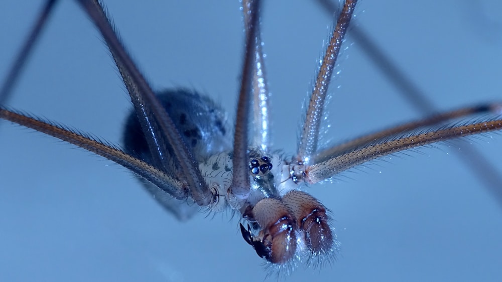 black and brown spider on white surface