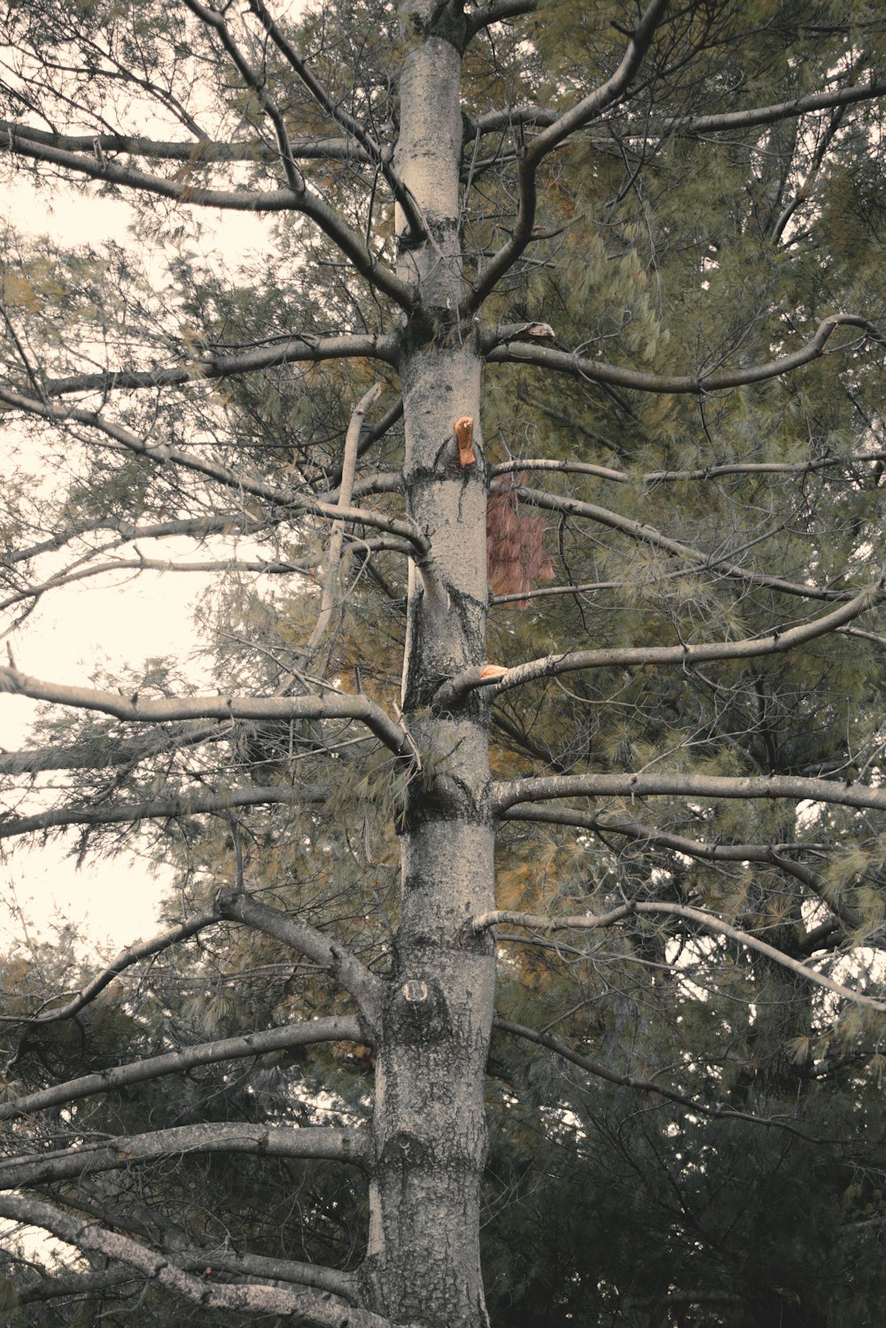 brown tree with green leaves