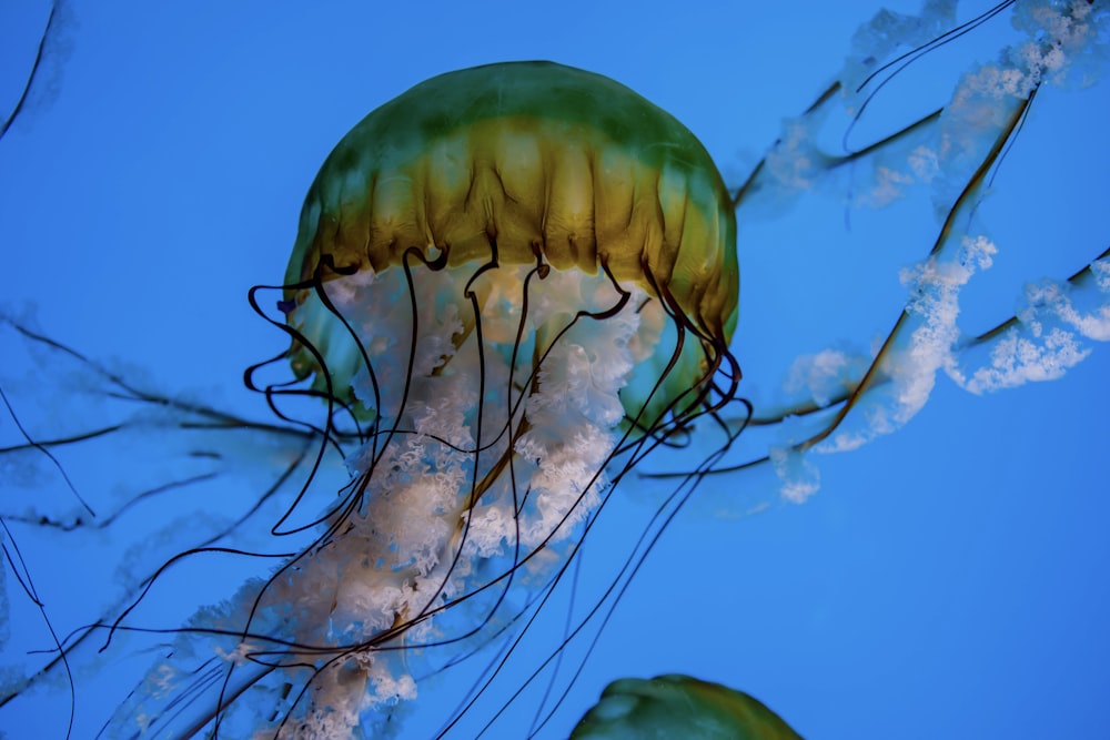 blue and white jellyfish under water