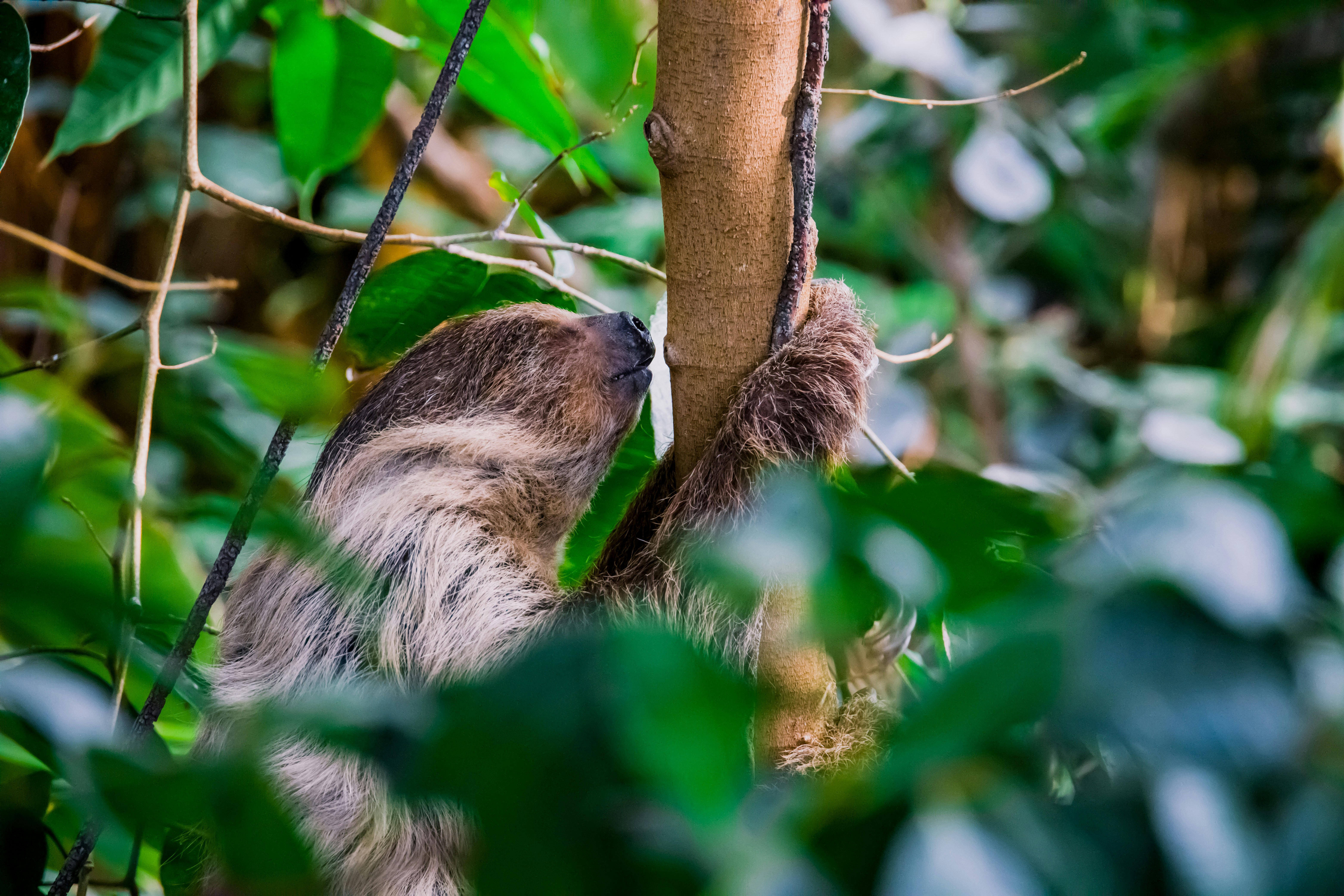 brown and white animal on tree branch during daytime
