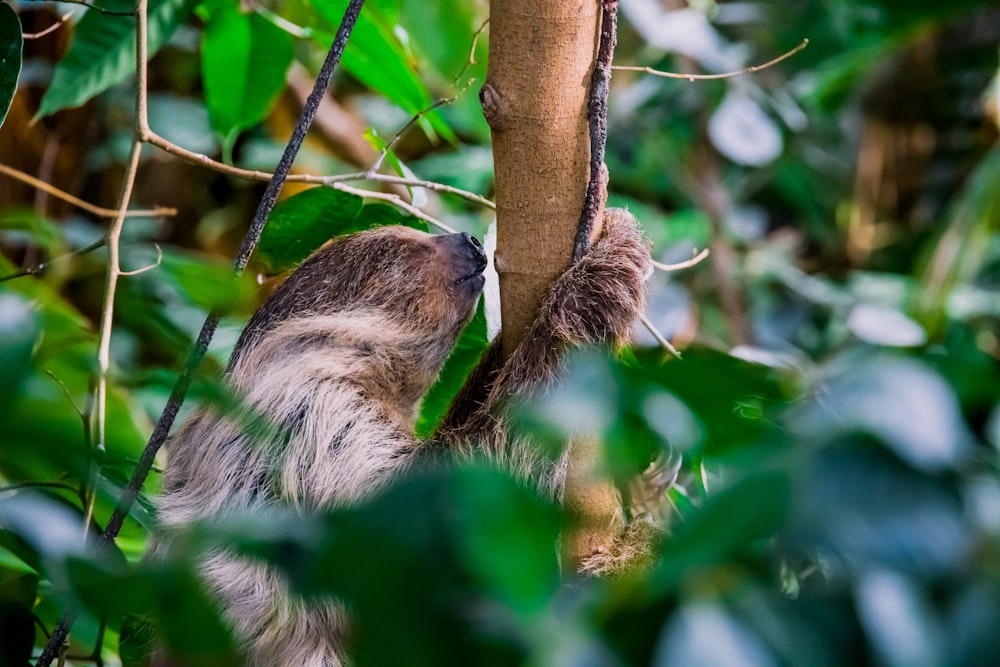 brown and white animal on tree branch during daytime