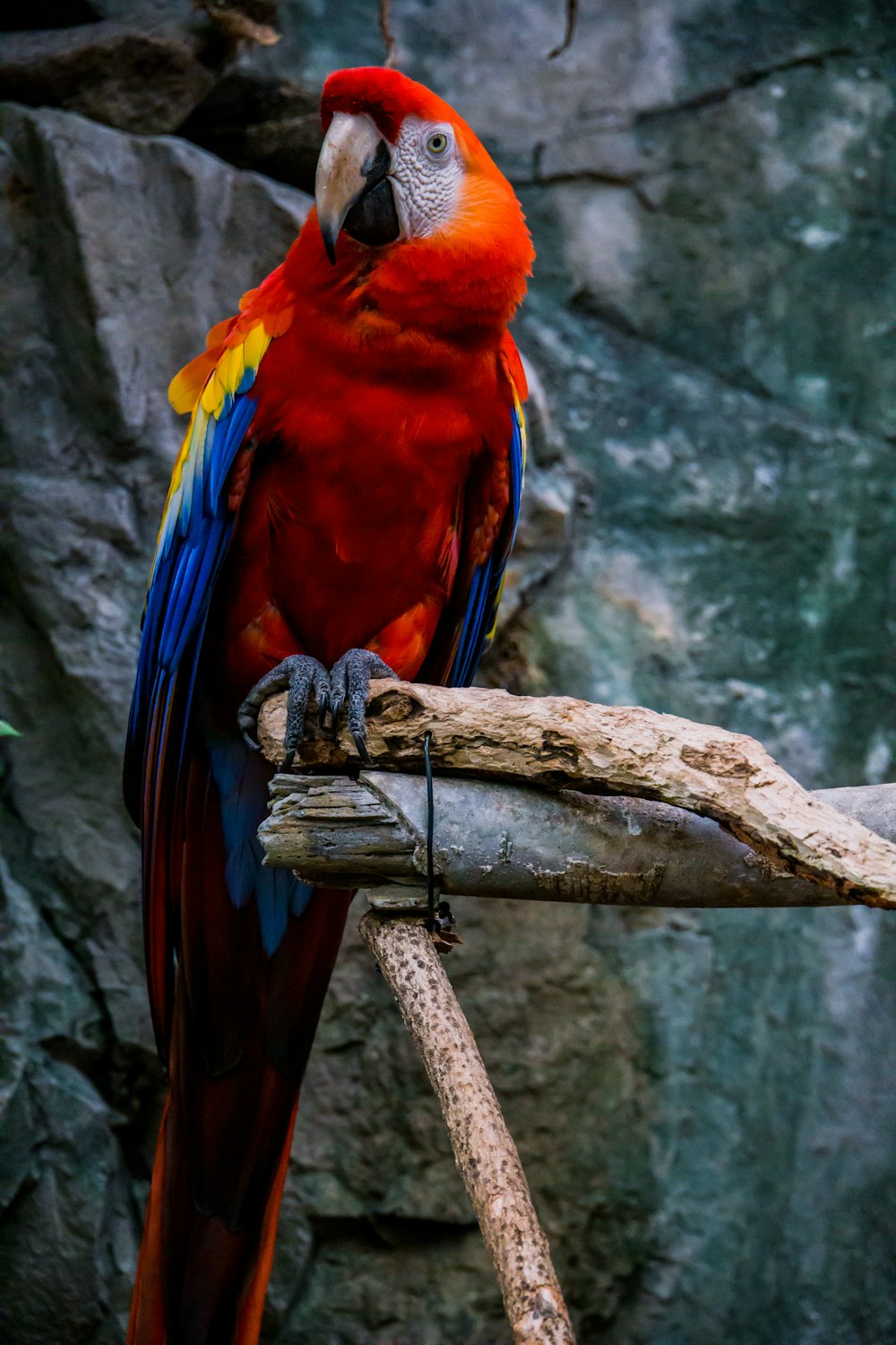 red yellow and blue parrot on brown tree branch
