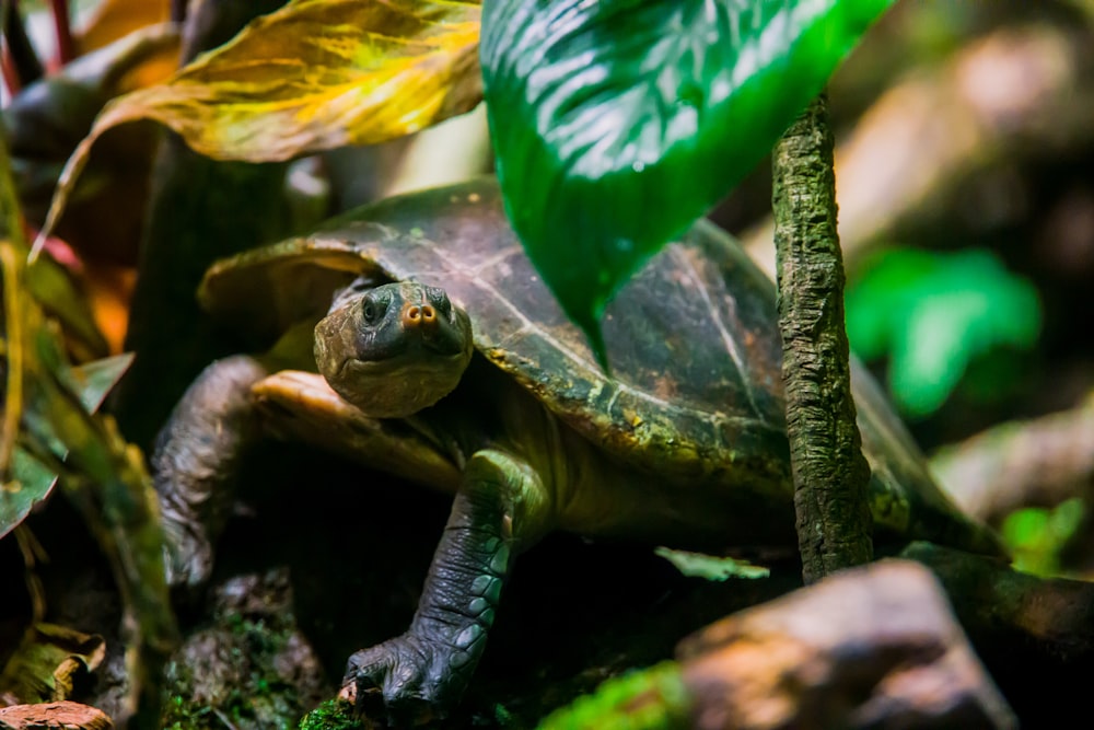 brown turtle on green leaf