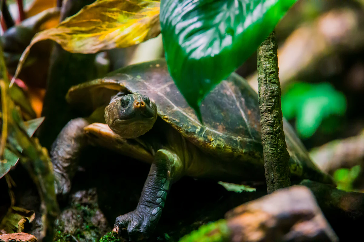Tortuga acuática descansando en una plataforma seca