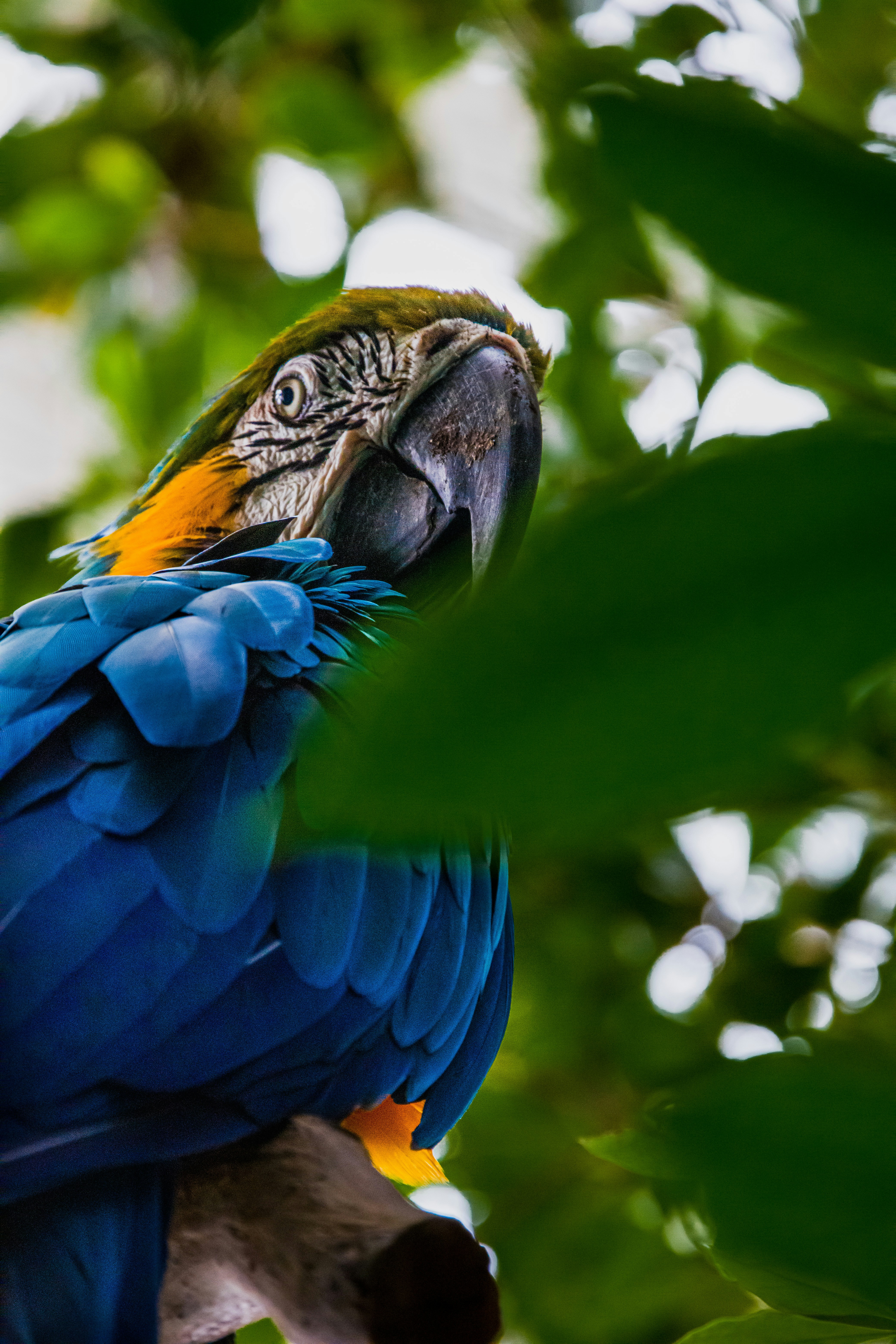 blue yellow and green macaw