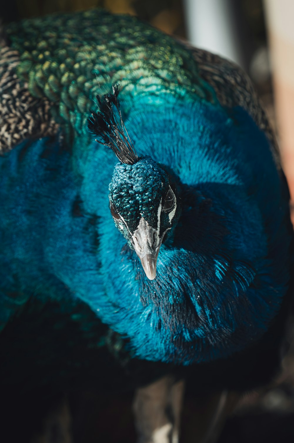 blue and white peacock on brown and black leopard print textile