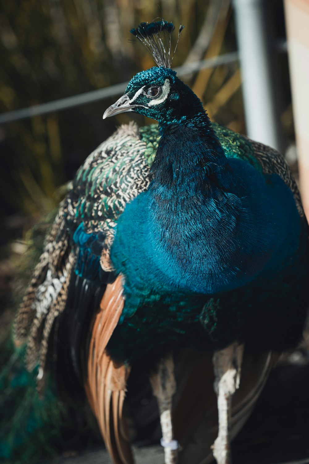 blue peacock in close up photography