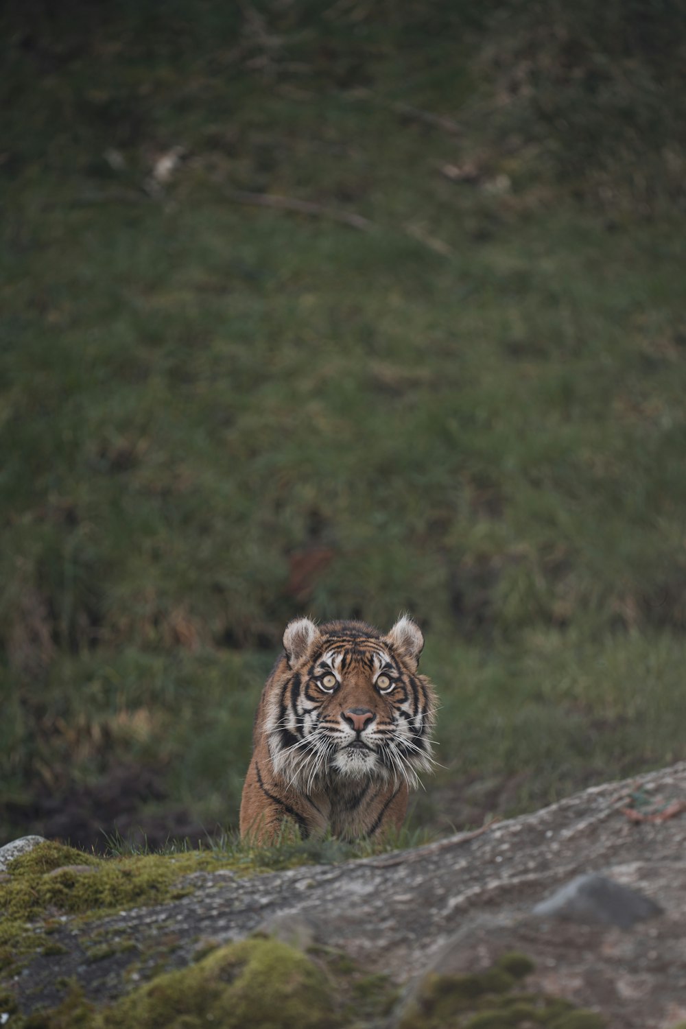 brown and black tiger lying on gray rock