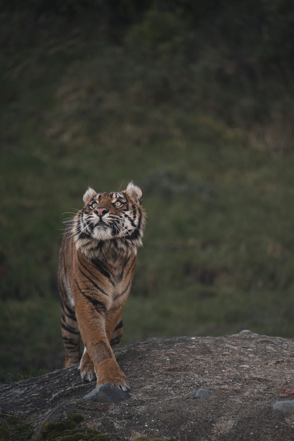 Tigre marrón y negro sobre roca gris