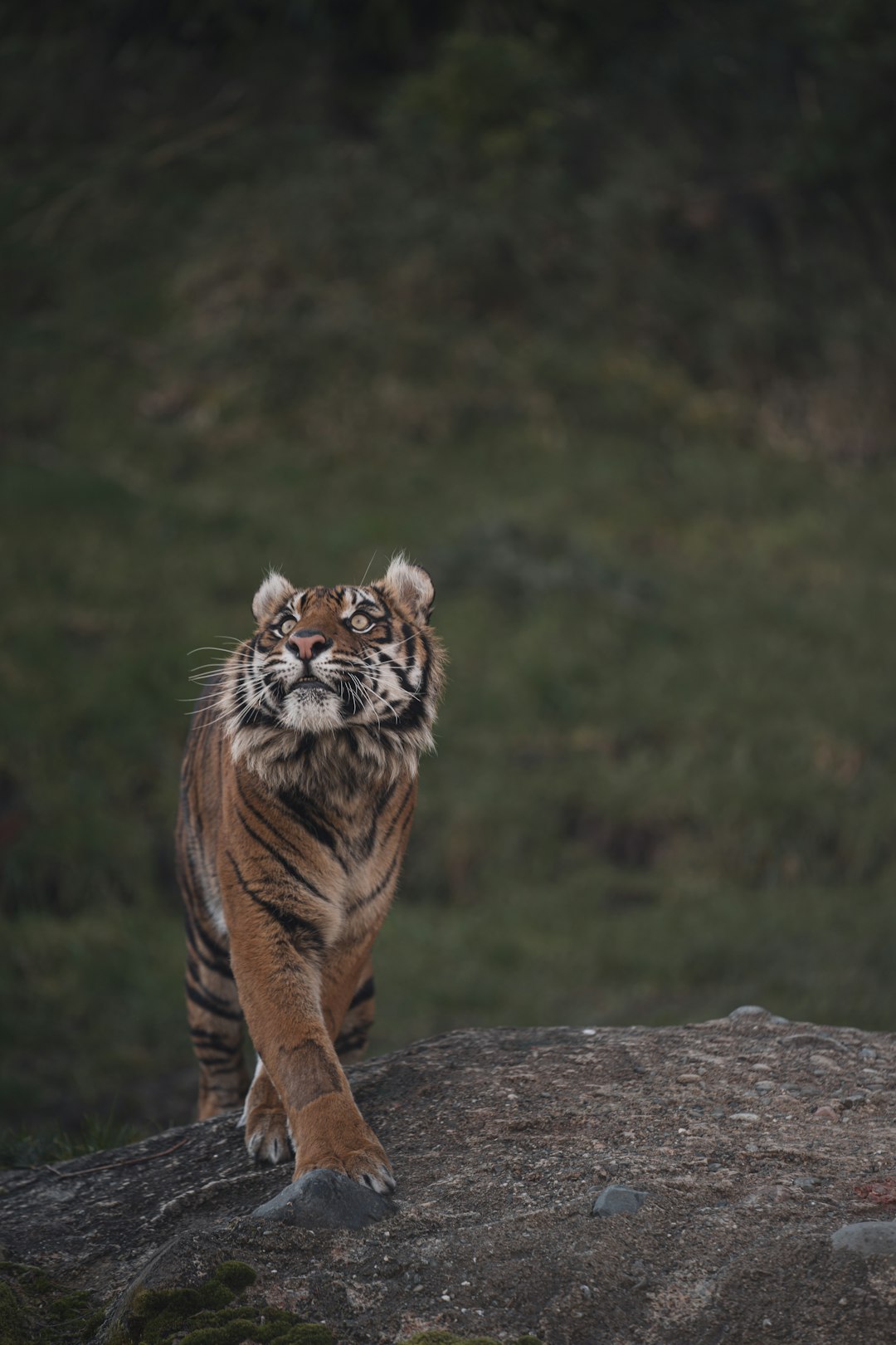 brown and black tiger on gray rock