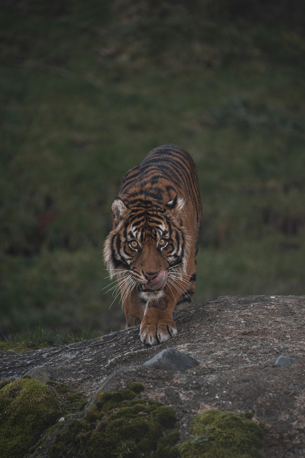 Brauner Tiger liegt tagsüber auf grauem Felsen