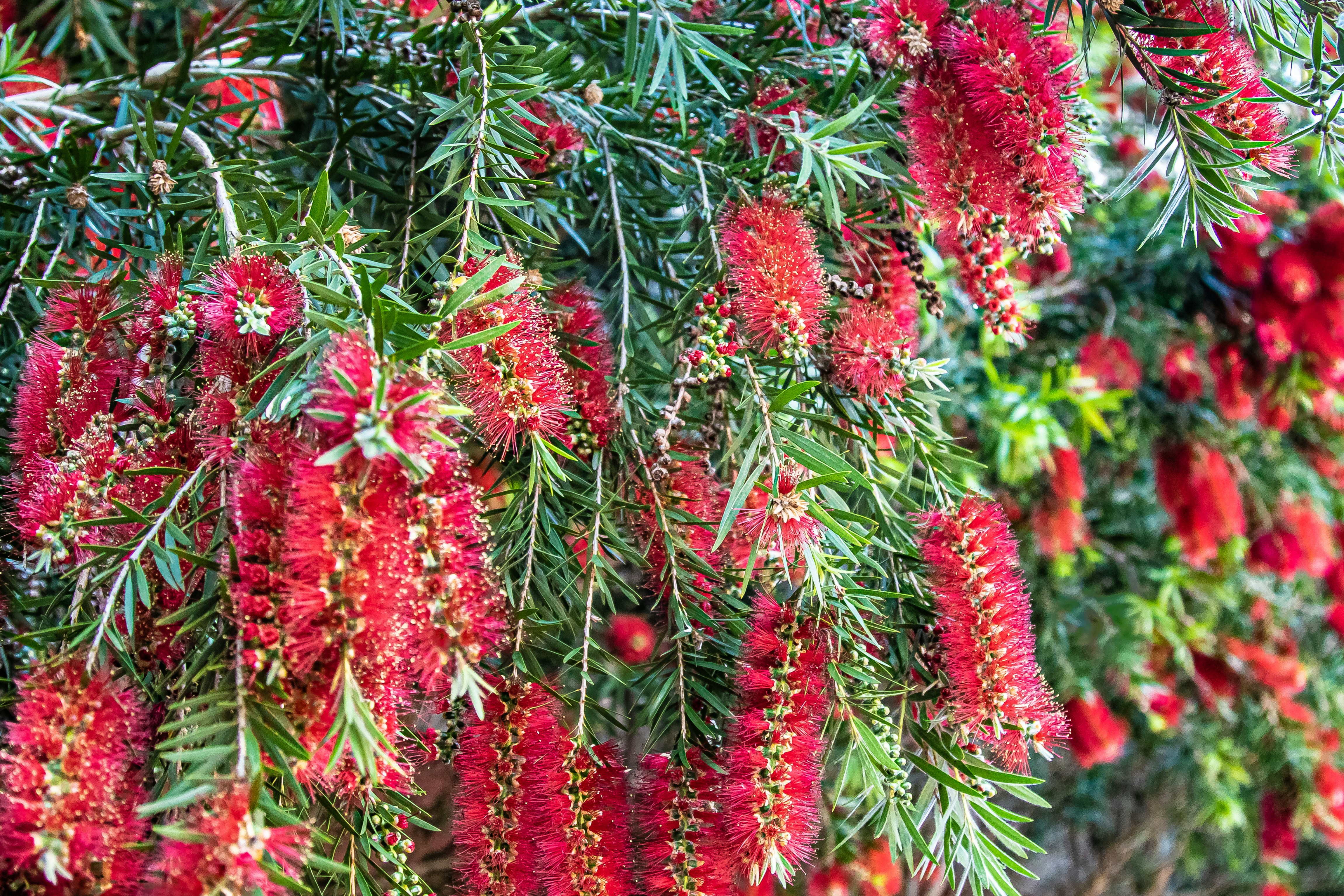 red flowers with green leaves