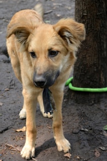 An excited dog proudly holding a scent article after a successful find.