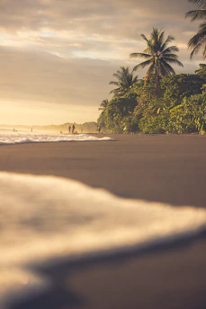 people on beach during daytime