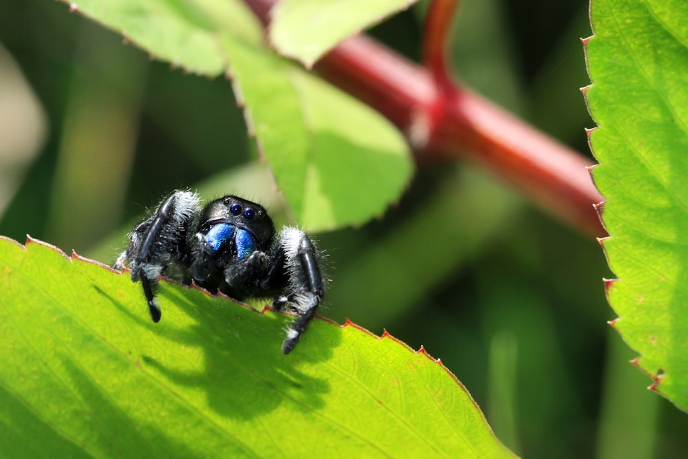 Schwarze und blaue Biene tagsüber auf grünem Blatt
