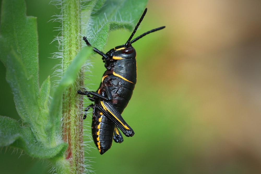 black and yellow grasshopper on green leaf in close up photography during daytime