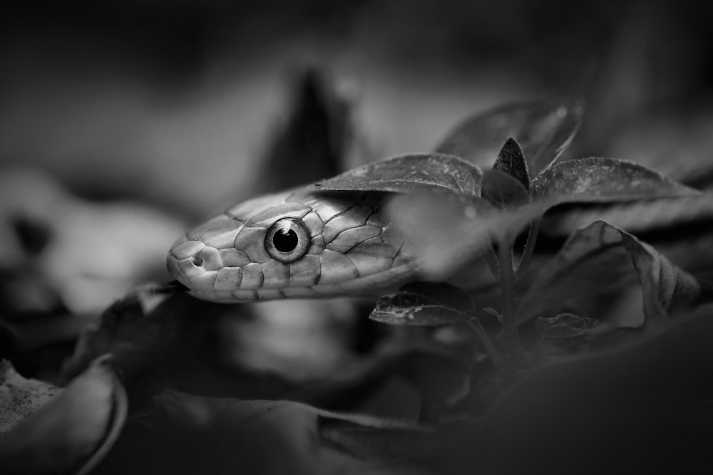 grayscale photo of snake on green grass