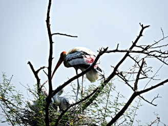 A large stork with a long beak is tending to its chicks in a nest built among the branches of a tree. The tree is mostly bare, with a few green leaves and thorns. The stork has distinctive white, black, and pink feathers.