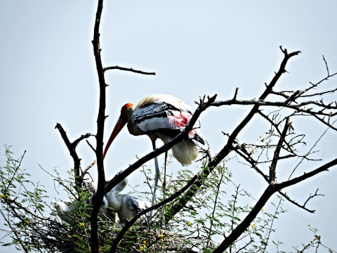 A large stork with a long beak is tending to its chicks in a nest built among the branches of a tree. The tree is mostly bare, with a few green leaves and thorns. The stork has distinctive white, black, and pink feathers.