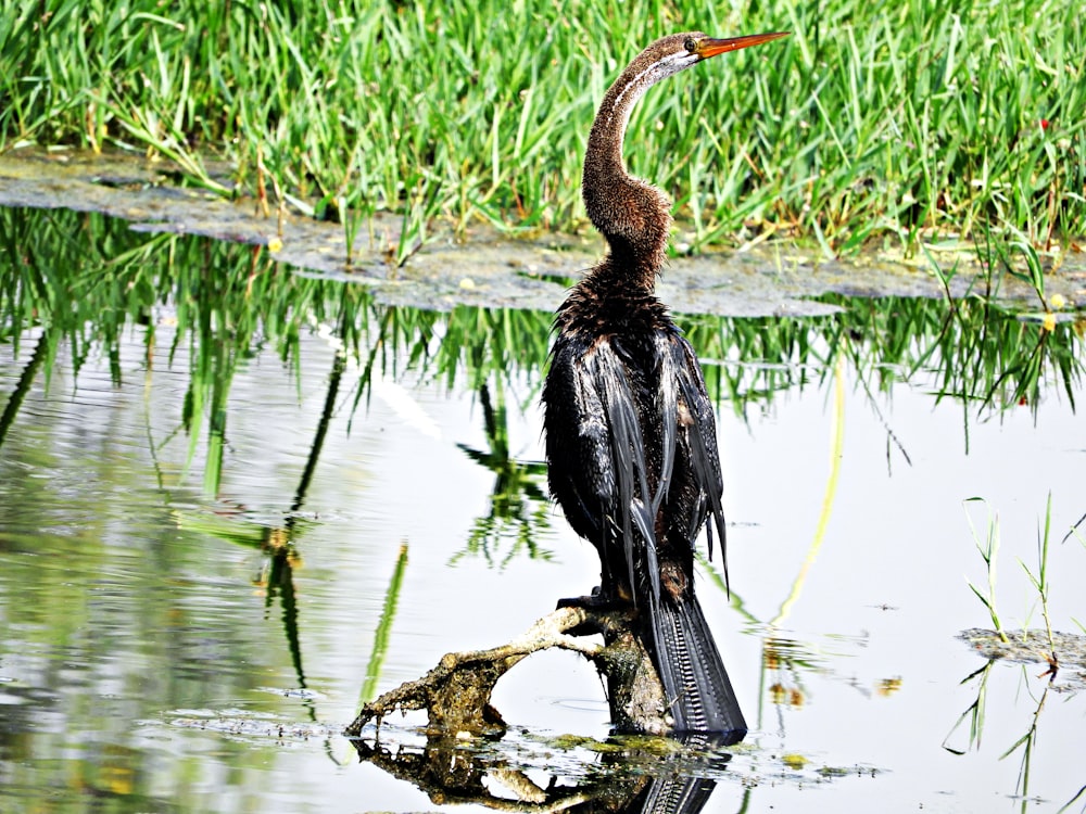 black bird on brown tree branch on water during daytime