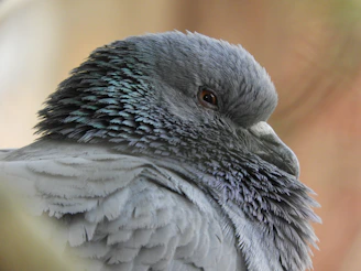 A close-up of a gentle messenger pigeon perched on a wooden hand, with soft morning light highlighting its feathers.