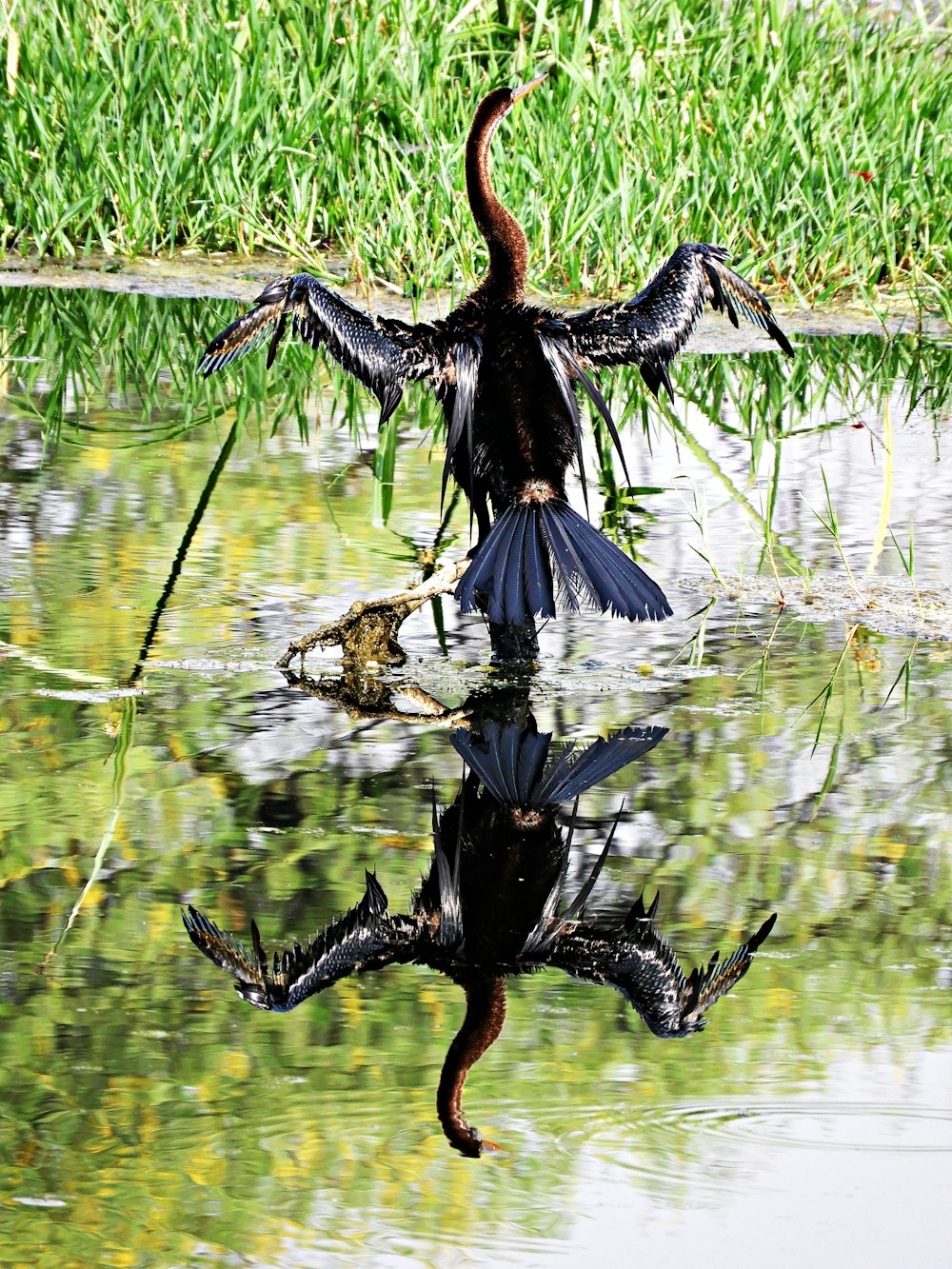 black and brown bird flying over green grass during daytime