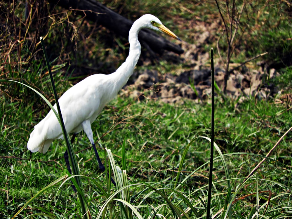 white bird on green grass during daytime