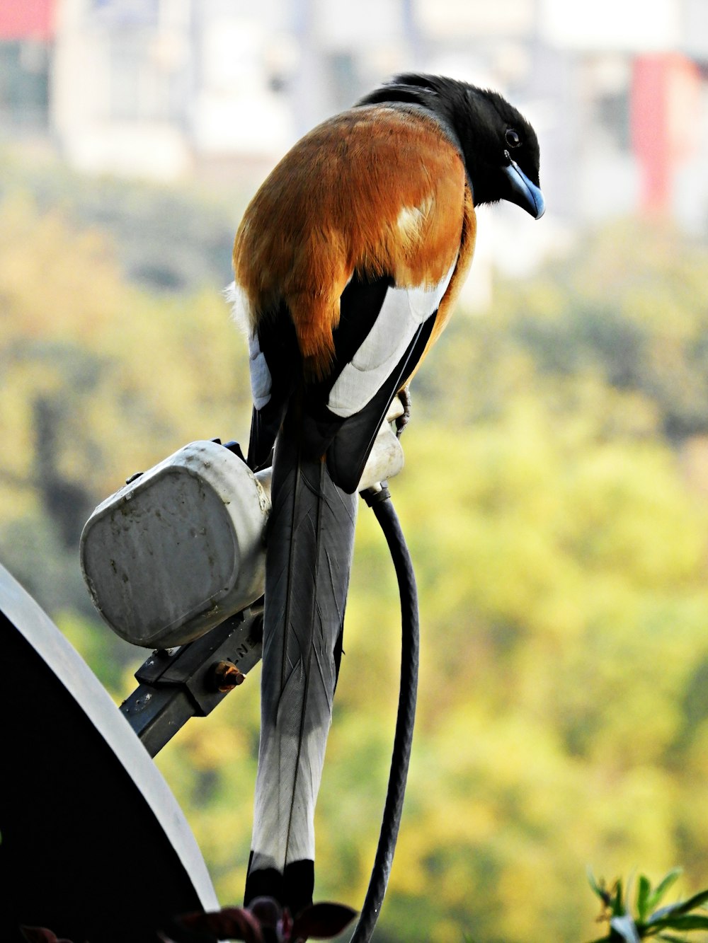 brown and black bird on white and black metal bar during daytime