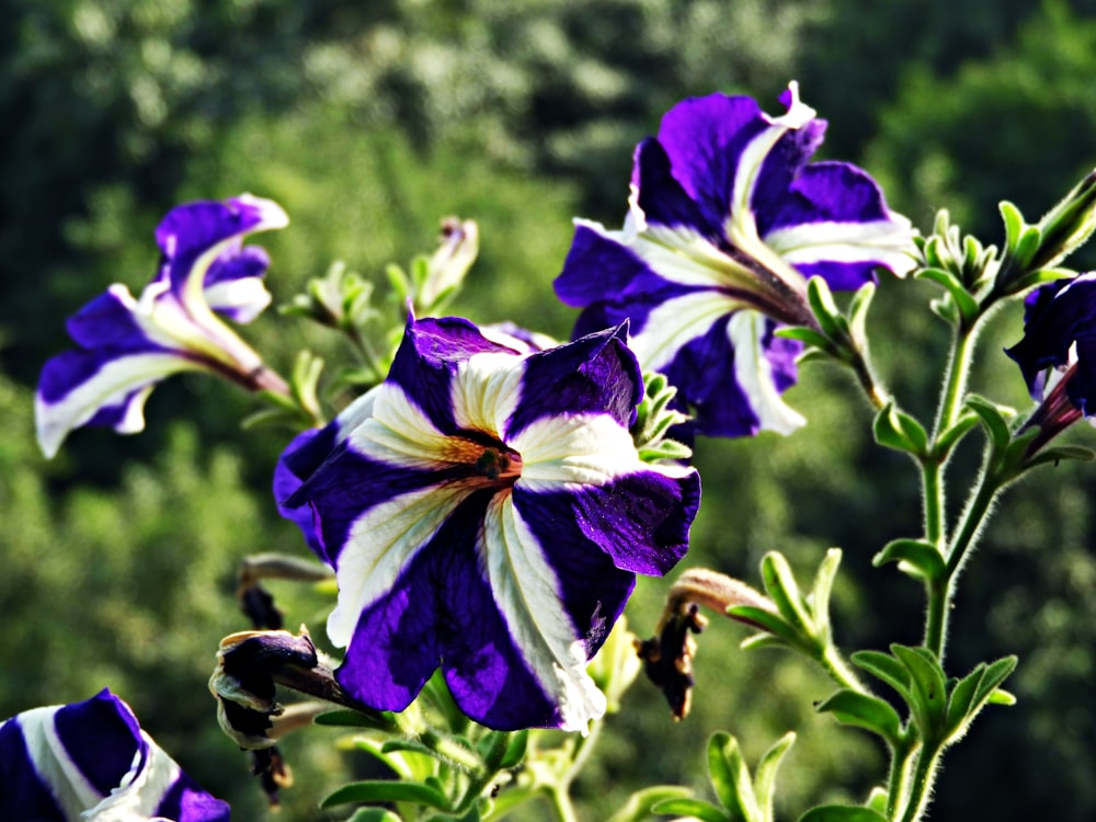 purple flower in tilt shift lens