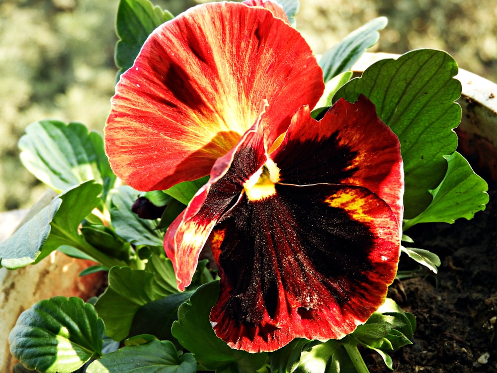 red hibiscus in bloom during daytime