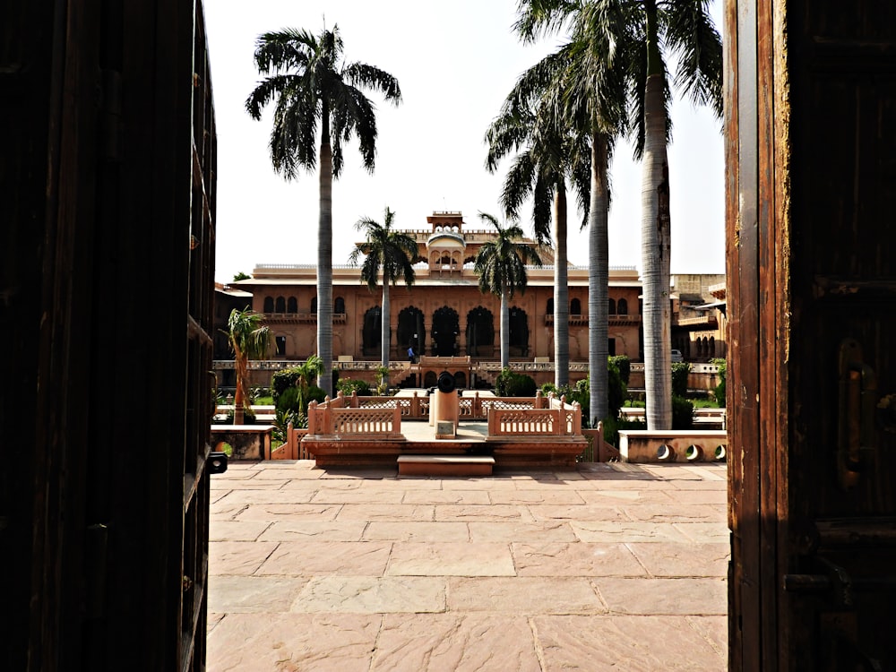 palm trees near brown wooden bench