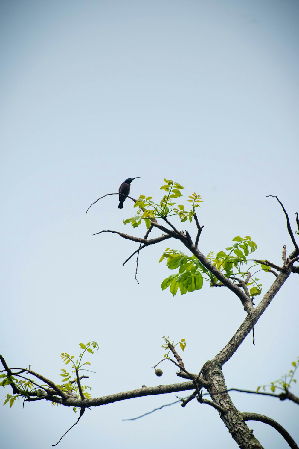 black bird on green tree branch during daytime